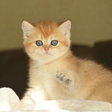 Qızıl şinşilla, Erkək, Ünvandan götürmə lalafo.az -da Qızıl şinşilla, Erkək, Ünvandan götürmə