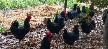 Astrolop toyuqlarının yumurtaları satılır 1 manat istəyən əlaqə lalafo.az -da Astrolop toyuqlarının yumurtaları satılır 1 manat istəyən əlaqə