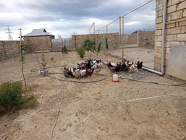 Toyuq, Yumurtalıq lalafo.az -da Toyuq, Yumurtalıq