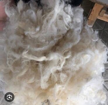 Сёдла: Qoyun yunu satılır.Çəkisi 900 kq.Çirklidir.Real alıcılar əlaqə at lalafo.az — 3 Сёдла: Qoyun yunu satılır.Çəkisi 900 kq.Çirklidir.Real alıcılar əlaqə — 3