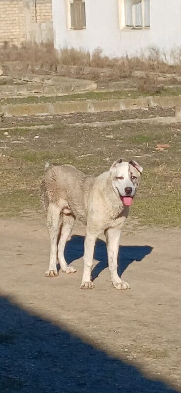 Qurdbasar, 10 ay, Erkek, Peyvəndli, Ödənişli çatdırılma lalafo.az -da Qurdbasar, 10 ay, Erkek, Peyvəndli, Ödənişli çatdırılma