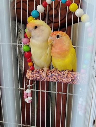 Məhsul: Sevimli “lovebird” (agapornis) cütləri – müxtəlif rəng lalafo.az -da Məhsul: Sevimli “lovebird” (agapornis) cütləri – müxtəlif rəng