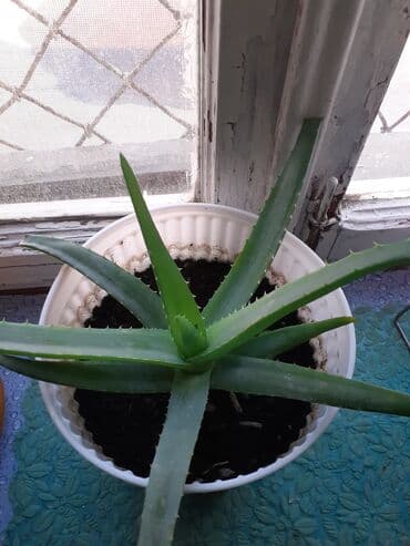 Bitki dərmanları: AKOYE BİTKİSİ YENİ FESİLEDEN BUDAGLARİ MÖHKEM ( gözel kremalar lalafo.az -da — 1 Bitki dərmanları: AKOYE BİTKİSİ YENİ FESİLEDEN BUDAGLARİ MÖHKEM ( gözel kremalar — 1