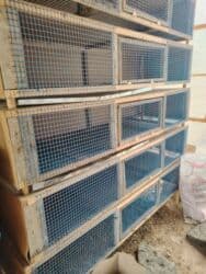 Qəfəs satılır, quşlar və cücələr üçün əlverişlidi, uzunu 2 mt eni 60 lalafo.az -da Qəfəs satılır, quşlar və cücələr üçün əlverişlidi, uzunu 2 mt eni 60