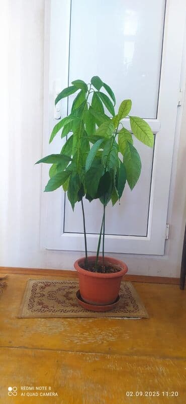 Avoccado agaci 2 eded. hundurluk-0.8-1m
iki agac 20 azn lalafo.az -da Avoccado agaci 2 eded. hundurluk-0.8-1m
iki agac 20 azn