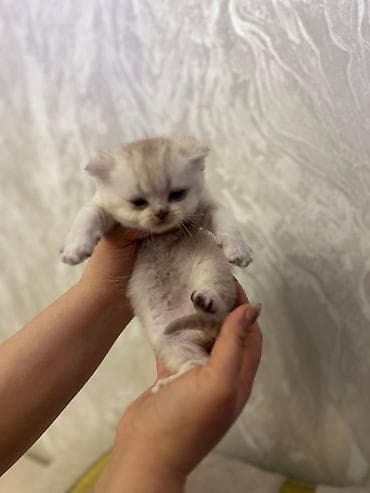 Britan, Pulsuz çatdırılma lalafo.az -da Britan, Pulsuz çatdırılma