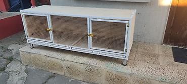 Dovşan,hamster,şinşila,bildirçin,cücə,xamyak,pişik,quş ve s kimi ev lalafo.az -da Dovşan,hamster,şinşila,bildirçin,cücə,xamyak,pişik,quş ve s kimi ev