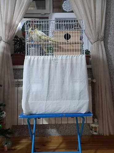 Tam saglam cüt karella quşları erkək dişi bahalı qəfəs qarışıq 2 ədəd at lalafo.az Tam saglam cüt karella quşları erkək dişi bahalı qəfəs qarışıq 2 ədəd