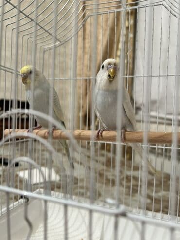 Ağ rəngli qəfəsdə 2 ədəd dalğıc tutuquşu (bajirik). Xüsusiyyətlər: - lalafo.az -da Ağ rəngli qəfəsdə 2 ədəd dalğıc tutuquşu (bajirik). Xüsusiyyətlər: -