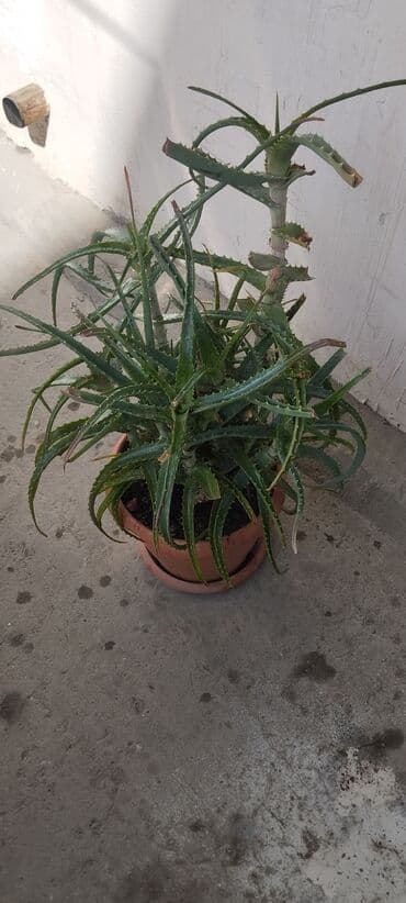 Aloe Vera gülü,tam sağlam vəziyyətdədir.Dərman kimi istifadə Xalqlar lalafo.az -da Aloe Vera gülü,tam sağlam vəziyyətdədir.Dərman kimi istifadə Xalqlar