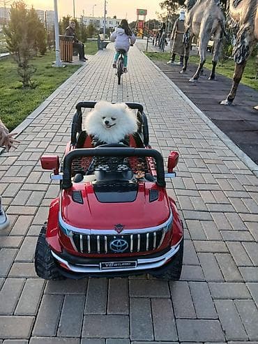 Şpitz, 1 il, Erkek, Peyvəndli lalafo.az -da Şpitz, 1 il, Erkek, Peyvəndli