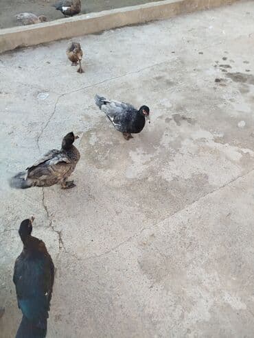 Erkək, | Kuban, Macar, Lal ördək, Damazlıq, Ünvandan götürmə lalafo.az -da Erkək, | Kuban, Macar, Lal ördək, Damazlıq, Ünvandan götürmə