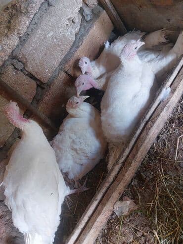 Satilir kanada sortu hidi balasi lalafo.az -da Satilir kanada sortu hidi balasi