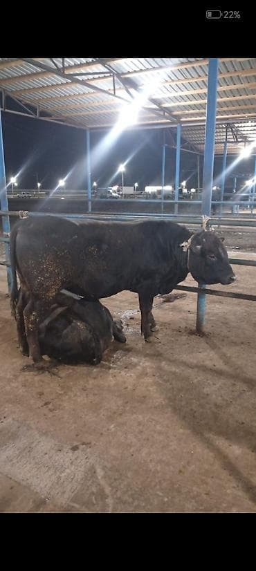 Salam aleykum kim isdese desin super kök 2 baş erkey danalarımız dı lalafo.az -da Salam aleykum kim isdese desin super kök 2 baş erkey danalarımız dı