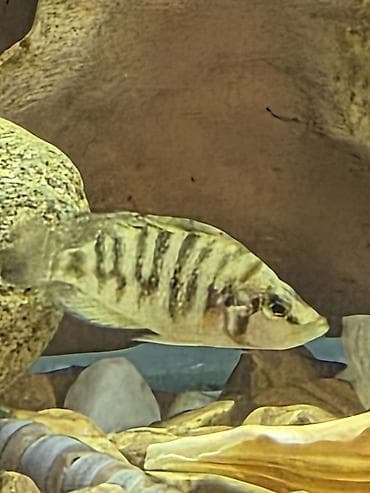 Tanqanika baliklari hamsi birlikdə satlir 16 dənə Yekədirler lalafo.az -da Tanqanika baliklari hamsi birlikdə satlir 16 dənə Yekədirler