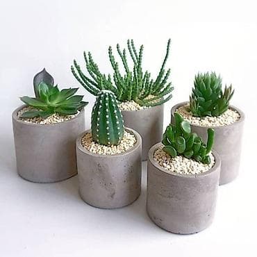 Minimalist beton dibçəklərdə sukulent və kaktus kolleksiyası - lalafo.az -da Minimalist beton dibçəklərdə sukulent və kaktus kolleksiyası -