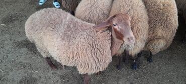 Ягнята: Qoyun sürüsü – ətlik və damazlıq üçün - Növ: yerli ətlik-yağlı at lalafo.az — 2 Ягнята: Qoyun sürüsü – ətlik və damazlıq üçün - Növ: yerli ətlik-yağlı — 2