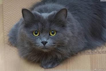 **Uzun tüklü boz pişik** Tünd boz rəngdə, uzun, sıx və yumşaq tüklərə lalafo.az -da **Uzun tüklü boz pişik** Tünd boz rəngdə, uzun, sıx və yumşaq tüklərə