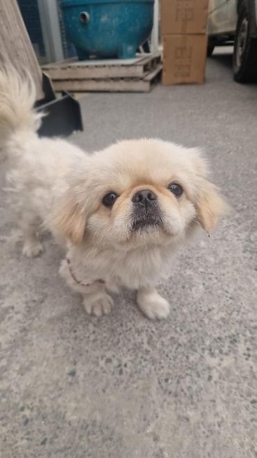 Pekines lalafo.az -da Pekines