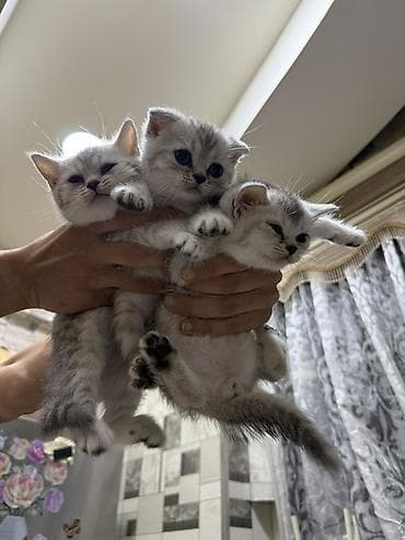 Şinşilla, Erkək, Yaxşı əllərə, Pulsuz çatdırılma, Ödənişli çatdırılma, Rayonlara çatdırılma lalafo.az -da Şinşilla, Erkək, Yaxşı əllərə, Pulsuz çatdırılma, Ödənişli çatdırılma, Rayonlara çatdırılma