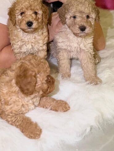 Pudel, 2 ay, Ünvandan götürmə lalafo.az -da Pudel, 2 ay, Ünvandan götürmə