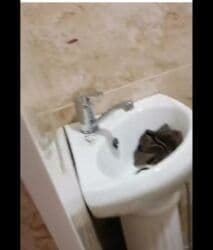 Душевые насадки, лейки: Başlıq: Ev Təsvir: - Mətbəx: Quraşdırılmış 4 gözlü qaz plitəsi (1 at lalafo.az — 5 Душевые насадки, лейки: Başlıq: Ev Təsvir: - Mətbəx: Quraşdırılmış 4 gözlü qaz plitəsi (1 — 5