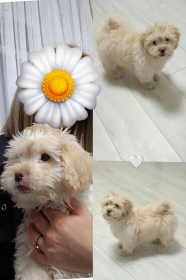 Malta bolonka, 4 ay, Dişi, Ünvandan götürmə, Pulsuz çatdırılma lalafo.az -da Malta bolonka, 4 ay, Dişi, Ünvandan götürmə, Pulsuz çatdırılma