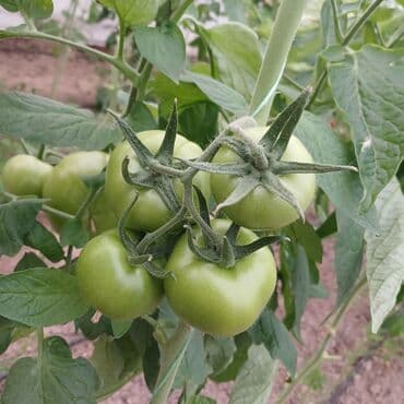 Соления: Məhsul: Yaşıl (tam yetişməmiş) pomidor Təsvir: - Istixana şəraitində at lalafo.az — 1 Соления: Məhsul: Yaşıl (tam yetişməmiş) pomidor Təsvir: - Istixana şəraitində — 1