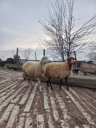 Super 2baş şişeydi bogazdi 2side təcili satilir. 070 744 57 64 lalafo.az -da — 5 Super 2baş şişeydi bogazdi 2side təcili satilir. 070 744 57 64 — 5