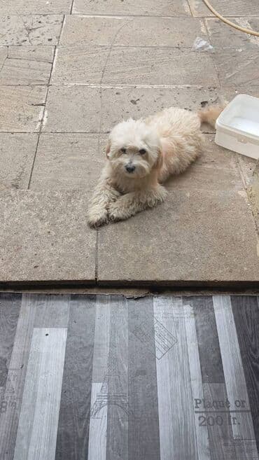 Tecili satilir razilasma var lalafo.az -da Tecili satilir razilasma var