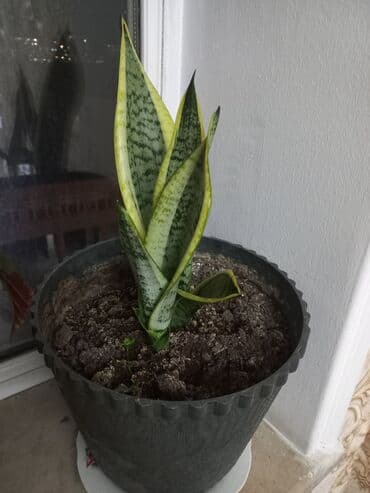 Sansevieria “Laurentii” (Dilbıçağı) – otaq bitkisi - Növ: Sansevieria lalafo.az -da Sansevieria “Laurentii” (Dilbıçağı) – otaq bitkisi - Növ: Sansevieria