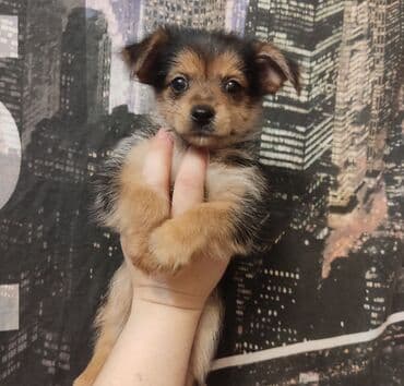 Yorkşir teryer, 3 ay, Peyvəndli lalafo.az -da Yorkşir teryer, 3 ay, Peyvəndli