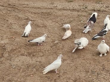 Salam tərgitmə göyərçinlər satılır təcili ust usde biri 4 manatdan di lalafo.az -da Salam tərgitmə göyərçinlər satılır təcili ust usde biri 4 manatdan di