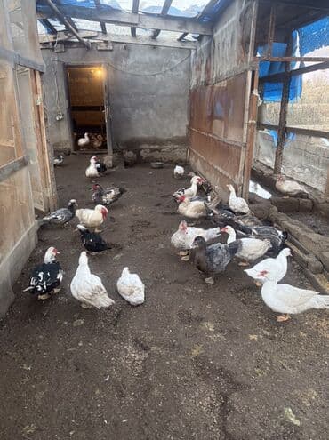 Muscovy ördəkləri və qazlar – qarışıq sürü Təsvir: - Şəkillərdə lalafo.az -da Muscovy ördəkləri və qazlar – qarışıq sürü Təsvir: - Şəkillərdə