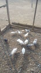 Tutulma quwlar satilir. Qiymet 5-10 manata kimidir. Kom goturen olasa lalafo.az -da Tutulma quwlar satilir. Qiymet 5-10 manata kimidir. Kom goturen olasa