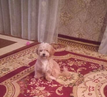 Kolli, 5 ay, Sənədli, Pulsuz çatdırılma, Ünvandan götürmə, Rayonlara çatdırılma lalafo.az -da Kolli, 5 ay, Sənədli, Pulsuz çatdırılma, Ünvandan götürmə, Rayonlara çatdırılma