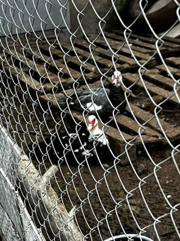 Lexus: Ter-temiz sort lal ordekler. Baxan kimi bilinir. Her il yumurtluyur at lalafo.az — 3 Lexus: Ter-temiz sort lal ordekler. Baxan kimi bilinir. Her il yumurtluyur — 3