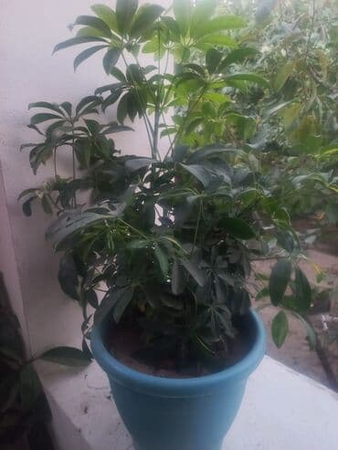 Şeflera (Schefflera arboricola) saksı bitkisi - Dekorativ, parlaq lalafo.az -da Şeflera (Schefflera arboricola) saksı bitkisi - Dekorativ, parlaq