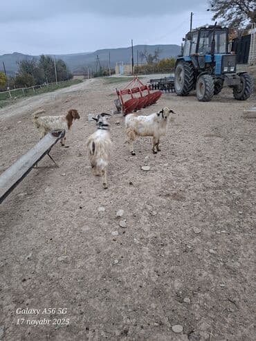 Məhsul: Keçi sürüsü Təsvir: - Şəkildə qoyun-keçi təsərrüfatı üçün 3 lalafo.az -da Məhsul: Keçi sürüsü Təsvir: - Şəkildə qoyun-keçi təsərrüfatı üçün 3