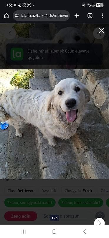 Retriever, 1 il, Erkek lalafo.az -da Retriever, 1 il, Erkek