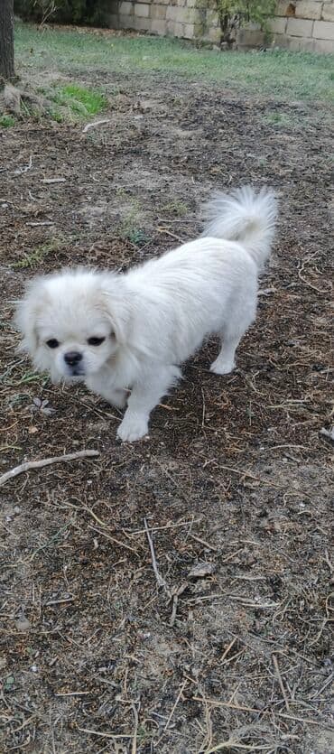 Pekines, 11 ay lalafo.az -da Pekines, 11 ay