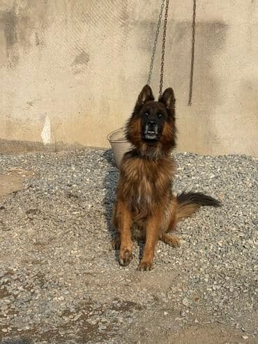 Alman çoban iti, Erkek lalafo.az -da Alman çoban iti, Erkek