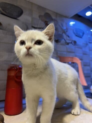 Şotland, Dişi lalafo.az -da Şotland, Dişi