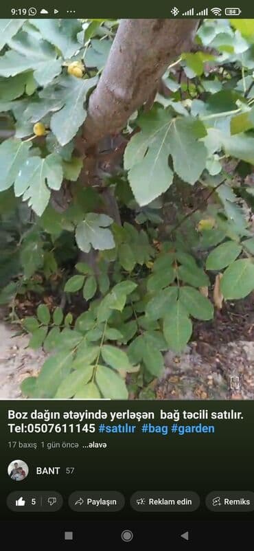 Kənd təsərrüfatı lalafo.az -da — 3 Kənd təsərrüfatı — 3