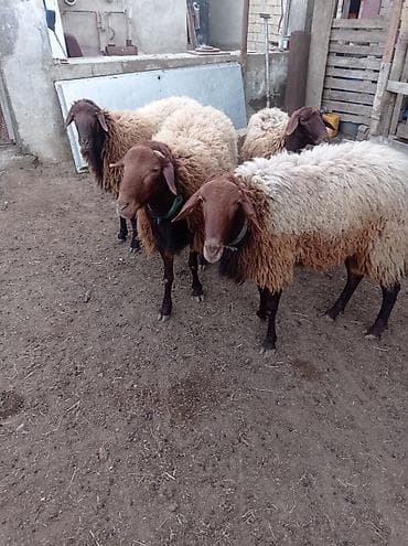Qoyun sürüsü 35 baş – ət və yun istehsalı üçün - Növ: Yerli lalafo.az -da Qoyun sürüsü 35 baş – ət və yun istehsalı üçün - Növ: Yerli