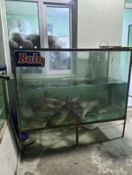 ПО для бизнеса: Akvarum Qalın Şüşədən Hazrlanmş künclərində Dəmir provillə bağlanmış at lalafo.az — 3 ПО для бизнеса: Akvarum Qalın Şüşədən Hazrlanmş künclərində Dəmir provillə bağlanmış — 3