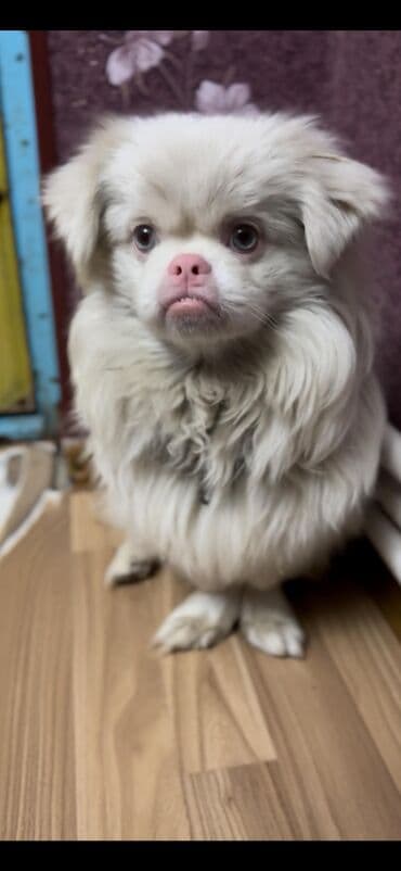 Pekines lalafo.az -da Pekines