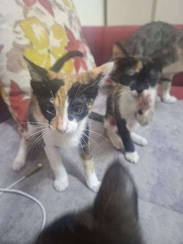 Sekildeki pisik onu saxlaya bilen aileye satilir,,,cox mehriban lalafo.az -da Sekildeki pisik onu saxlaya bilen aileye satilir,,,cox mehriban