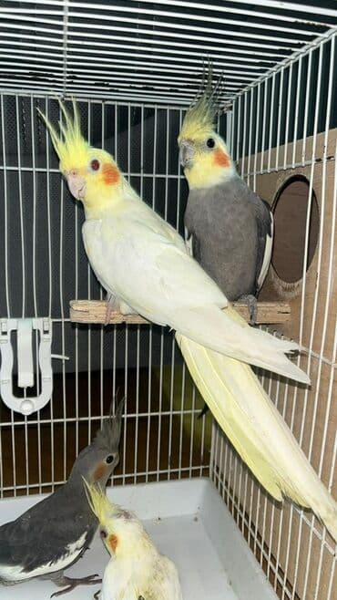 Korella tutuquşuları satılır.Tam sağlam və aktiv lalafo.az -da Korella tutuquşuları satılır.Tam sağlam və aktiv