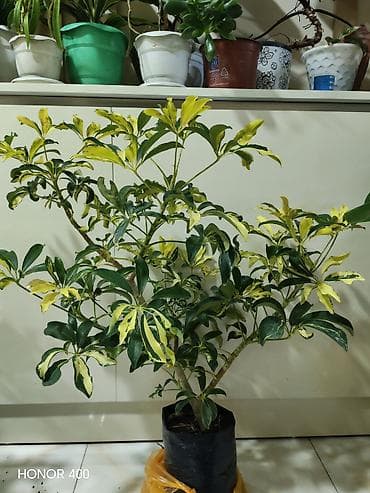 Şeflera (Schefflera arboricola) – variegatlı dekorativ otaq bitkisi - lalafo.az -da Şeflera (Schefflera arboricola) – variegatlı dekorativ otaq bitkisi -